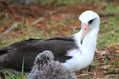 Thumbnail: and during spring tours Laysan Albatross should be nesting