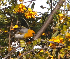 Thumbnail: Here a few Palila remain in the drought damaged trees.