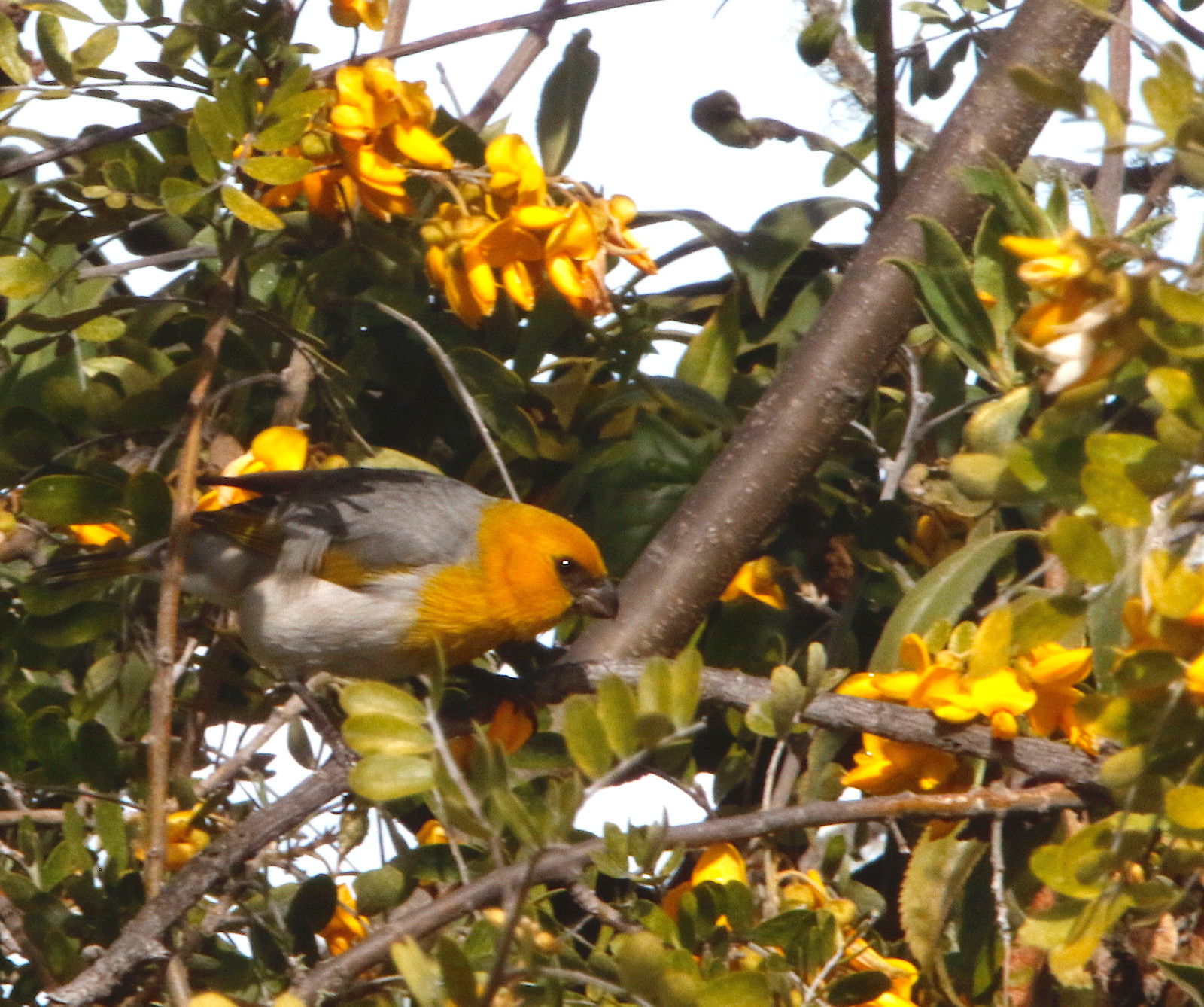 Here a few Palila remain in the drought damaged trees.