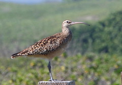 Thumbnail: wintering Bristle-thighed Curlew