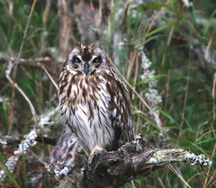Thumbnail: and the occasional Short-eared Owl as well
