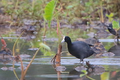 Thumbnail: and native waterbirds such as the endemic Hawaiian Coot, 