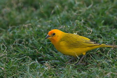 Thumbnail: Saffron Finches