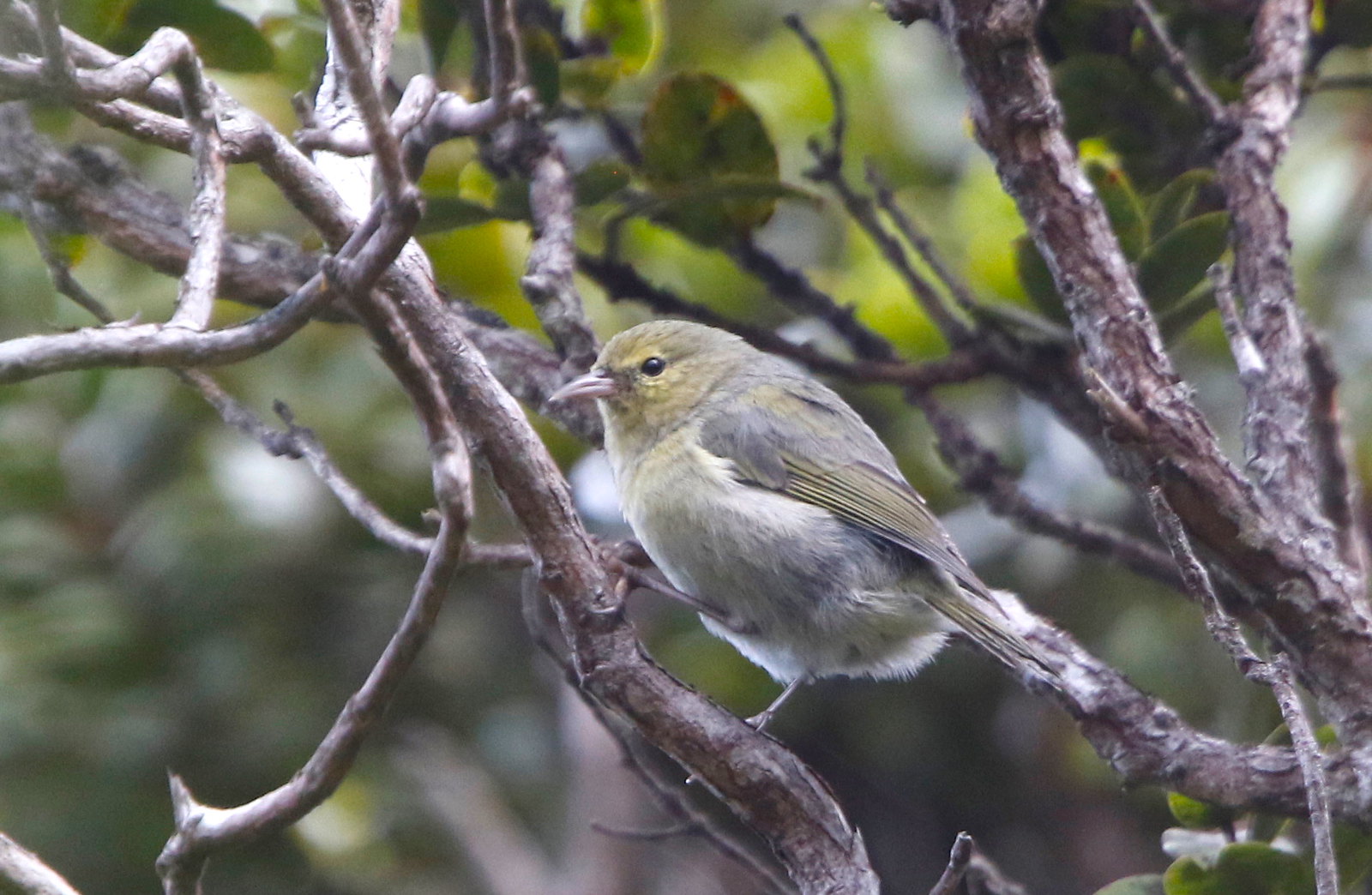 perky little Anianiau in the flowering Ohia trees, 