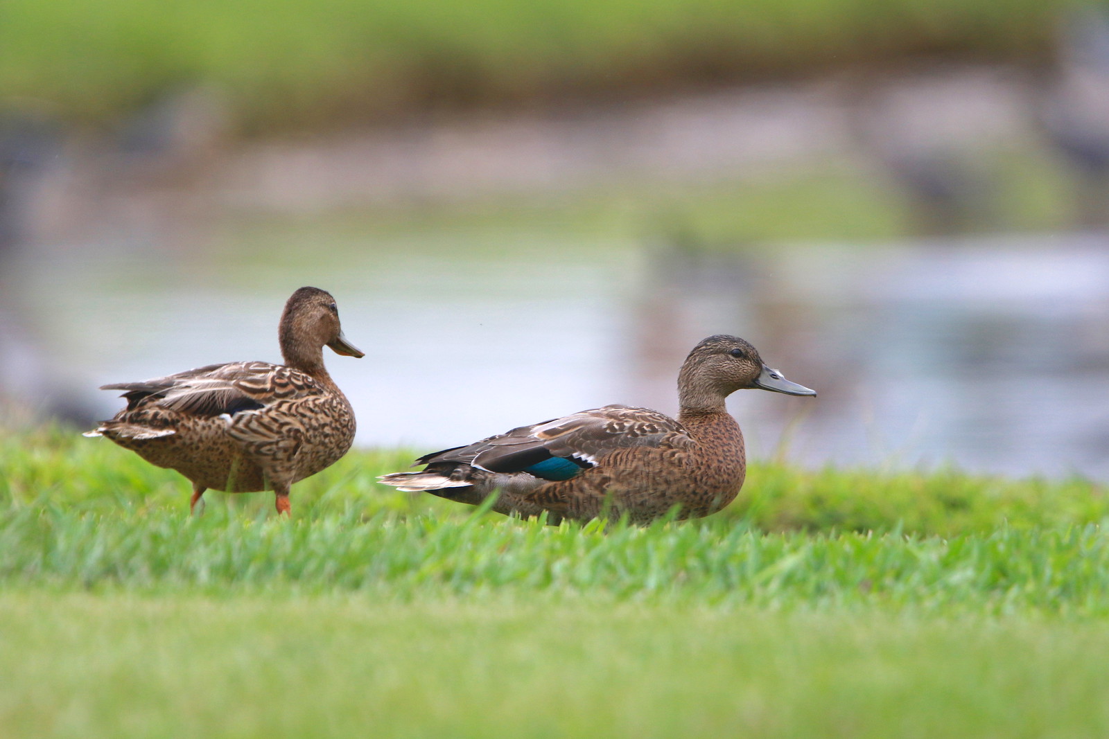 …including Hawaiian Duck...