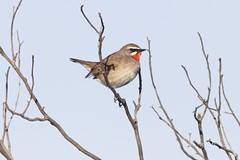 Thumbnail: Siberian Rubythroat,,,