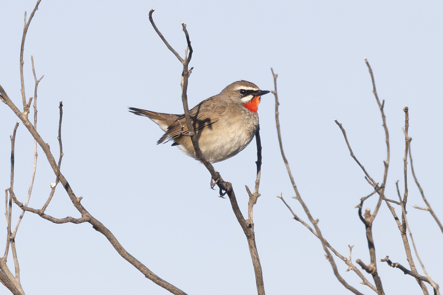 Siberian Rubythroat,,,