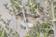 Thumbnail: ...and Dusky Warbler.
