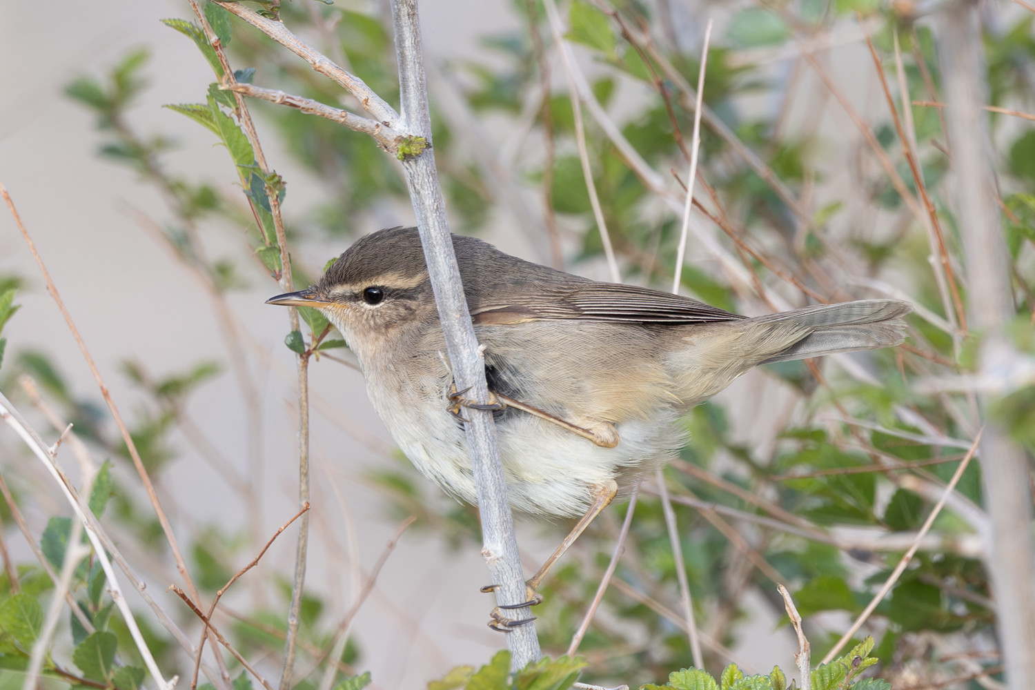 ...and Dusky Warbler.