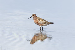 Thumbnail: Curlew Sandpiper and...