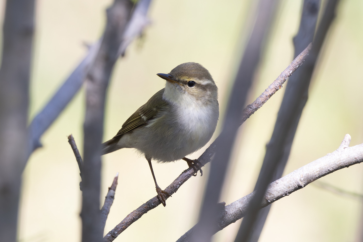 We're also likely to find Two-barred Warbler...