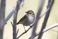 Thumbnail: We're also likely to find Two-barred Warbler...