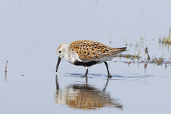 Thumbnail: Dunlin...