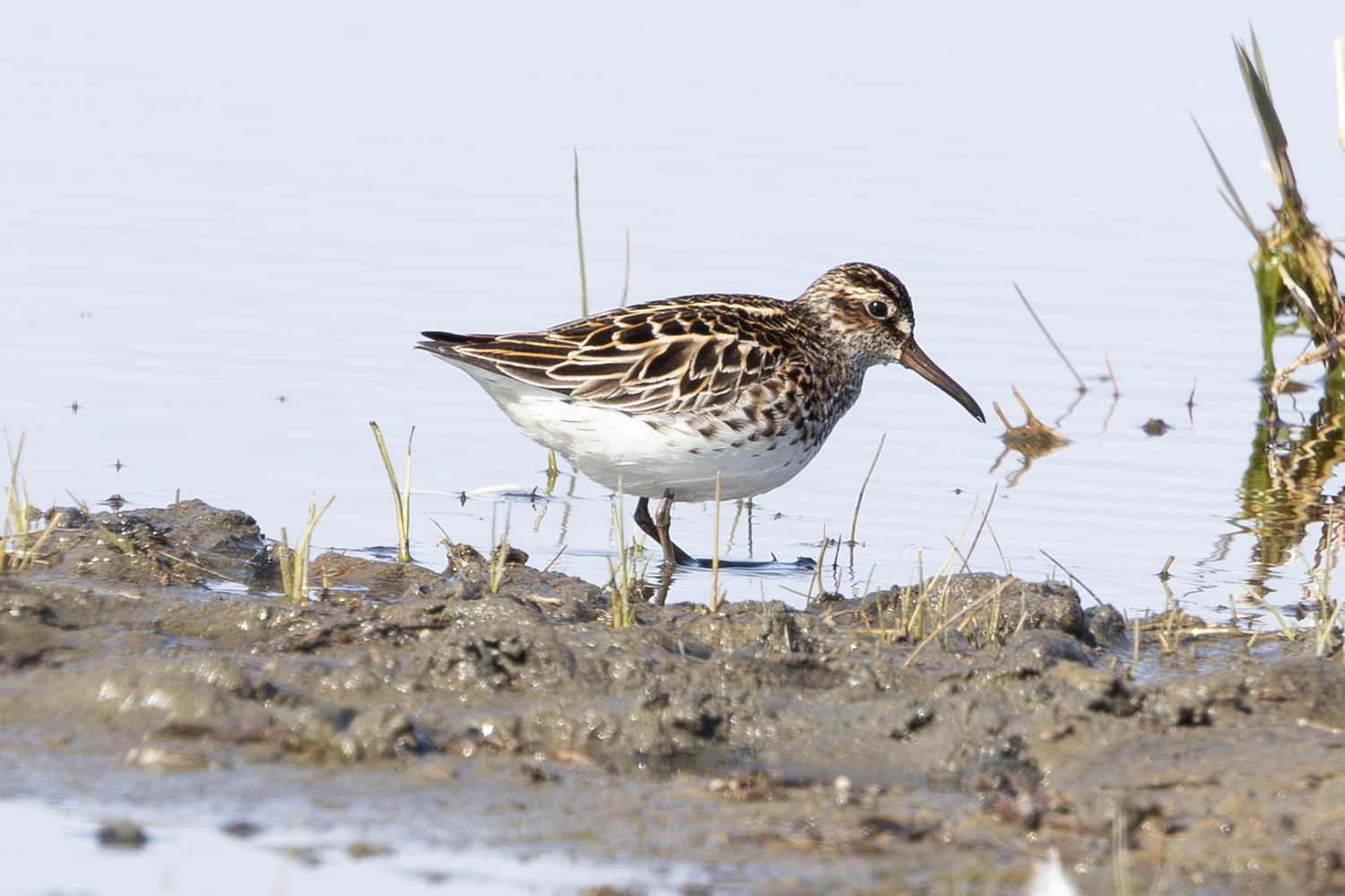 Broad-billed Sandpiper