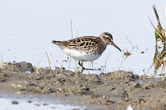 Thumbnail: Broad-billed Sandpiper