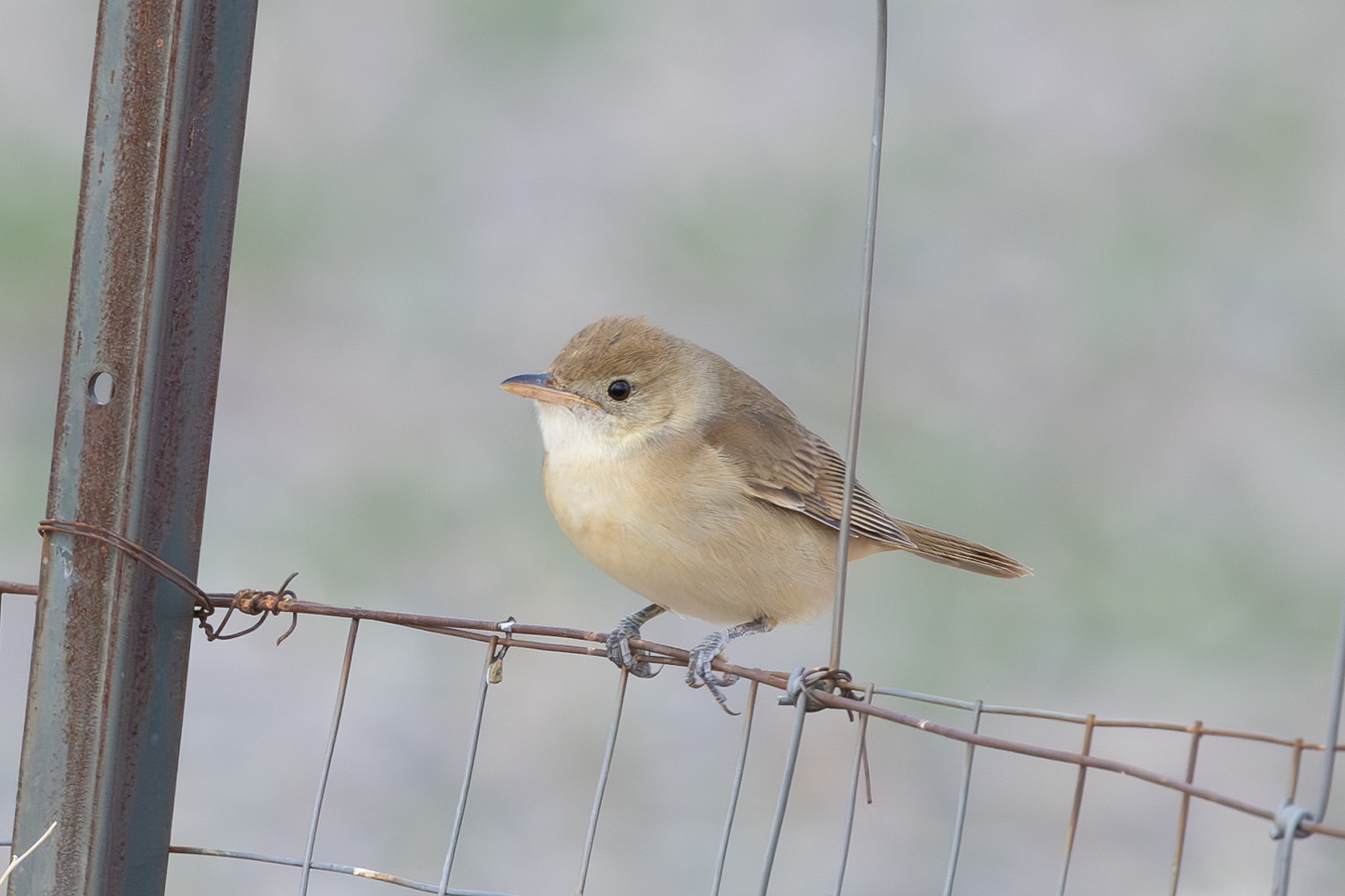 ...Thick-billed Warbler...
