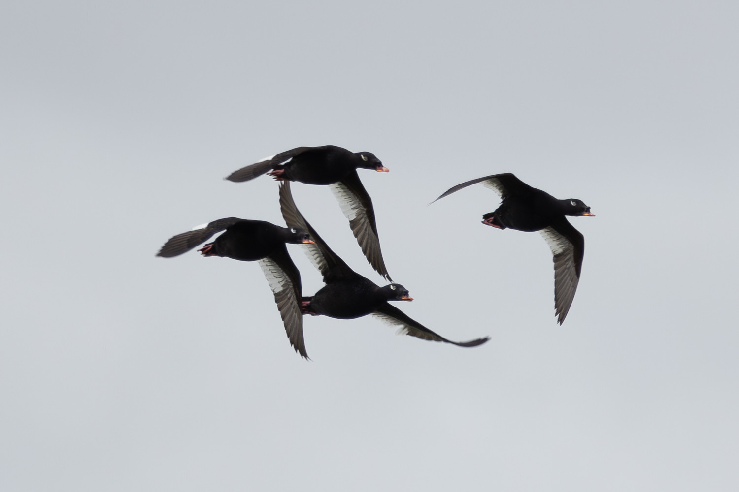 Its also a great location for other ducks, including Stejneger's Scoters.