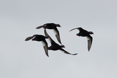 Thumbnail: Its also a great location for other ducks, including Stejneger's Scoters.