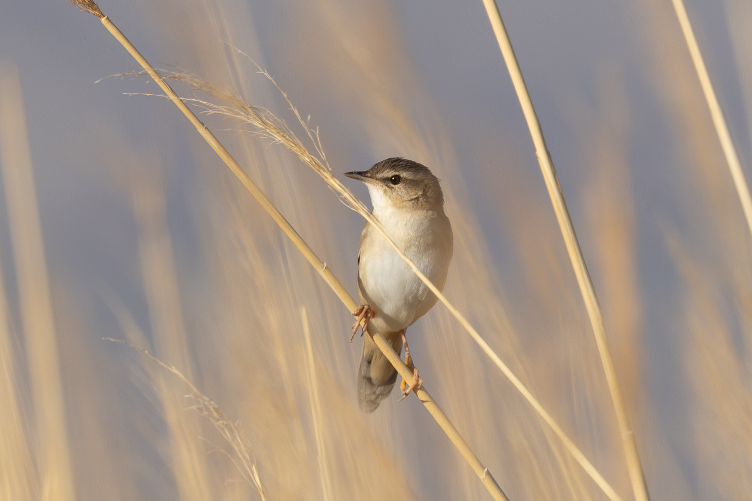 ...and Pallas's Grasshopper Warblers.