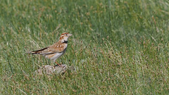 Thumbnail: The air here is alive with the song of larks, and we will be looking to get views like this of Mongolian Lark...