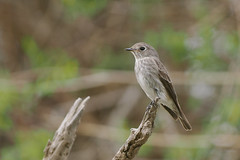 Thumbnail: a Dark-sided Flycatcher...