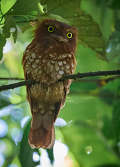 Thumbnail: Sumatra Frogmouth
