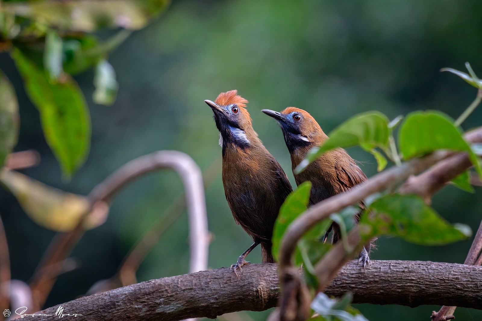 Fluffy-backed Tit-Babbler