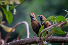 Thumbnail: Fluffy-backed Tit-Babbler