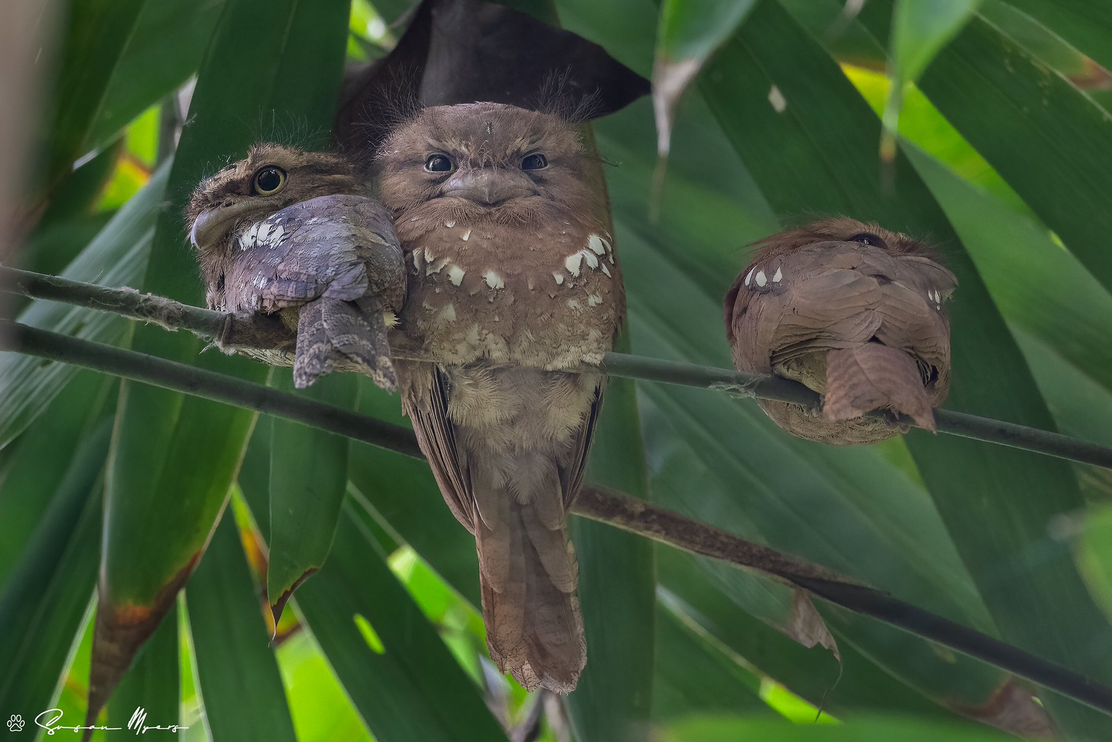 Javan Frogmouth