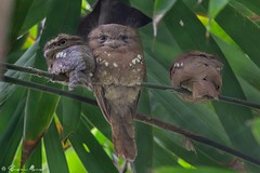 Thumbnail: Javan Frogmouth