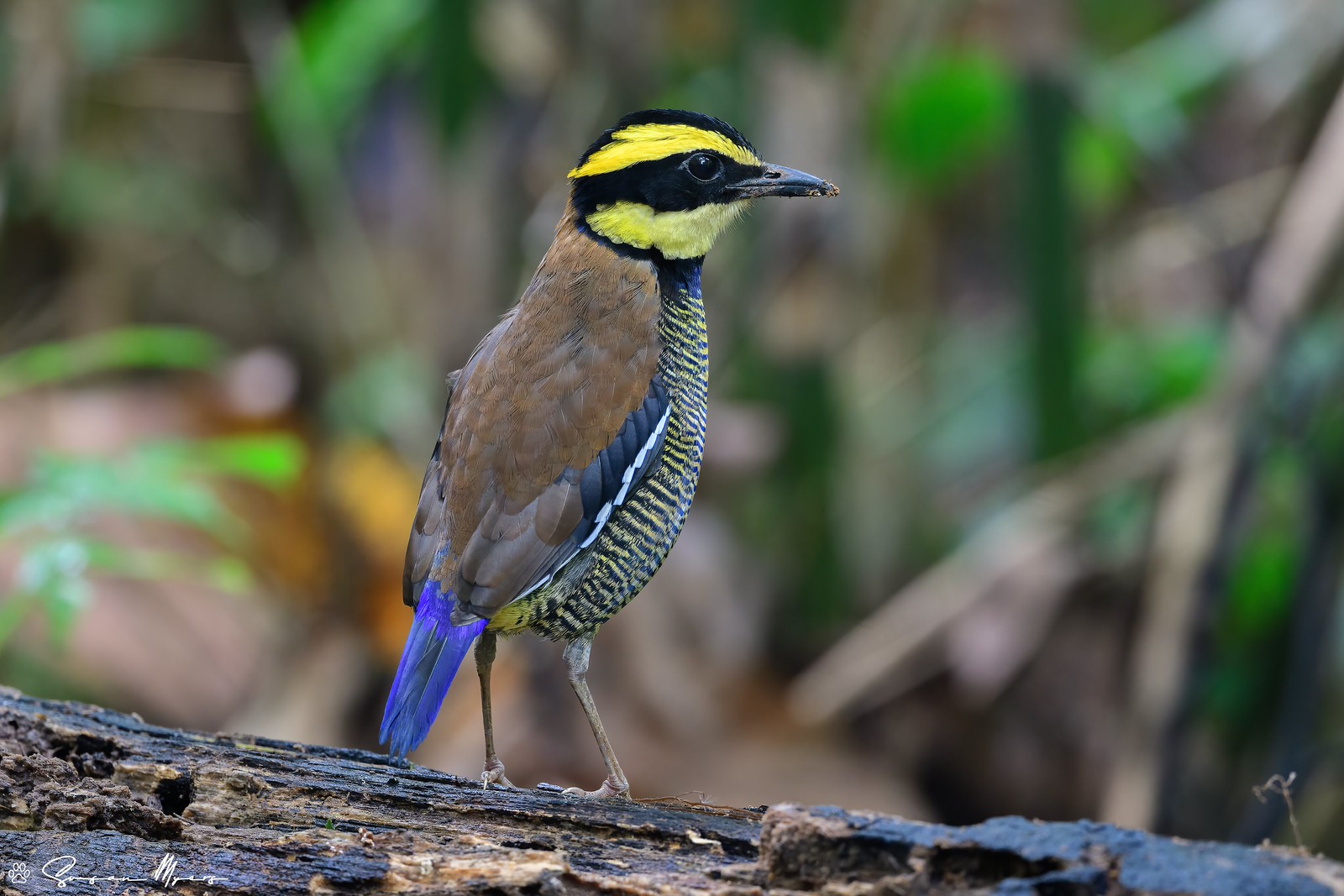 Javan Banded-Pitta