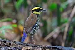 Thumbnail: Javan Banded-Pitta