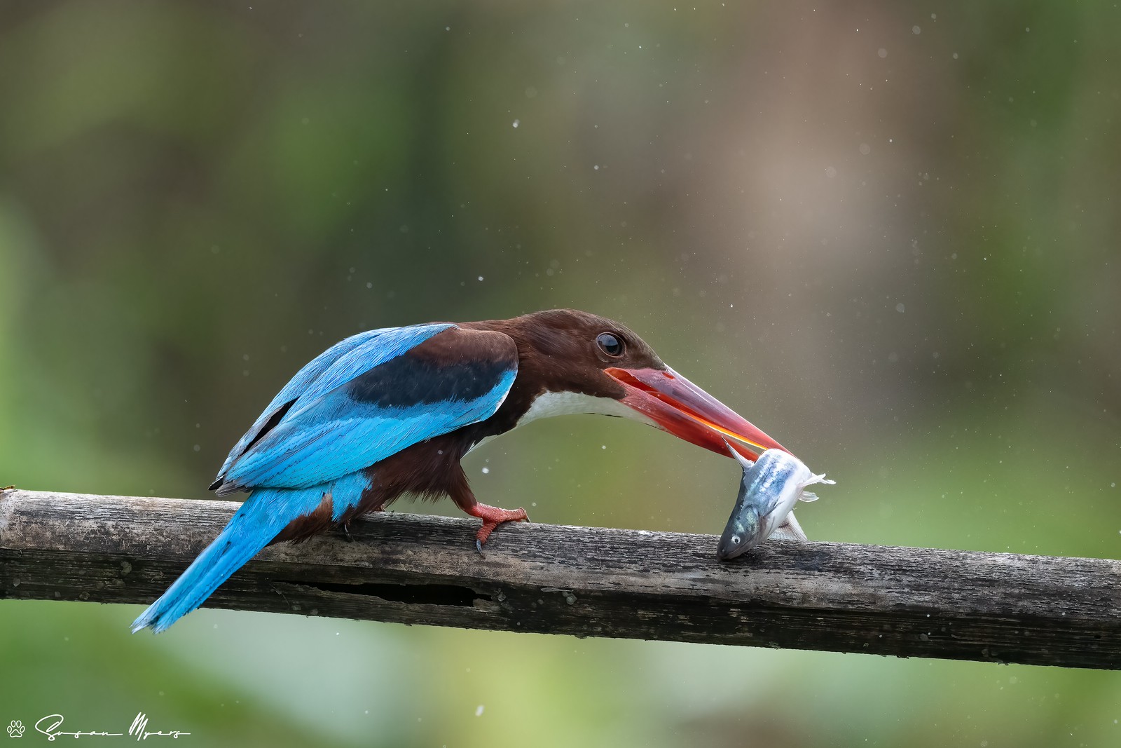 White-throated Kingfisher
