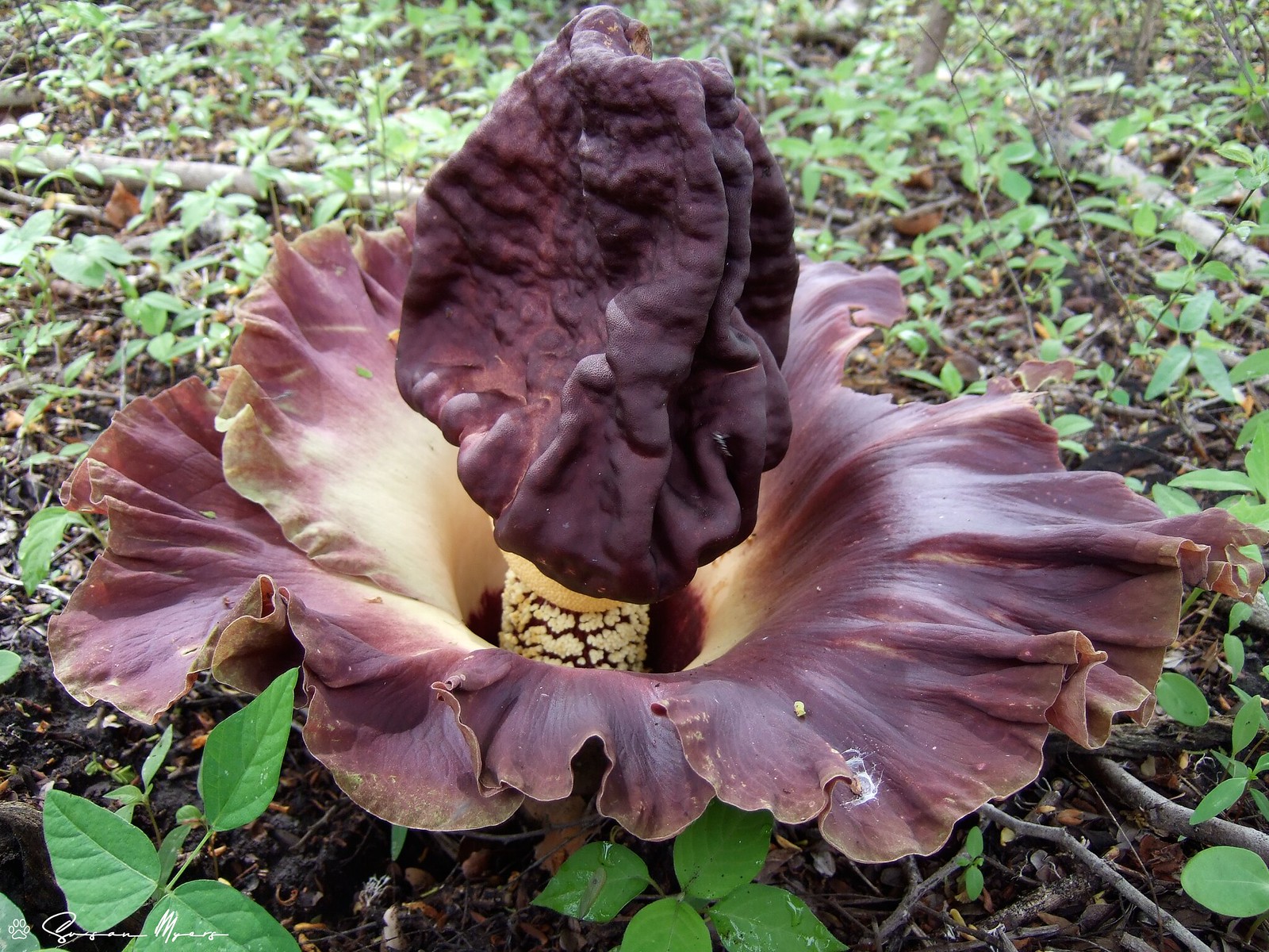Elephant-foot Yam