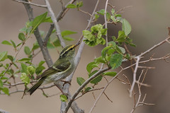 Thumbnail: As with many places on this tour, these hills can be excellent for grounded Siberian migrants. The most common of which are usually Pallas's Warbler...