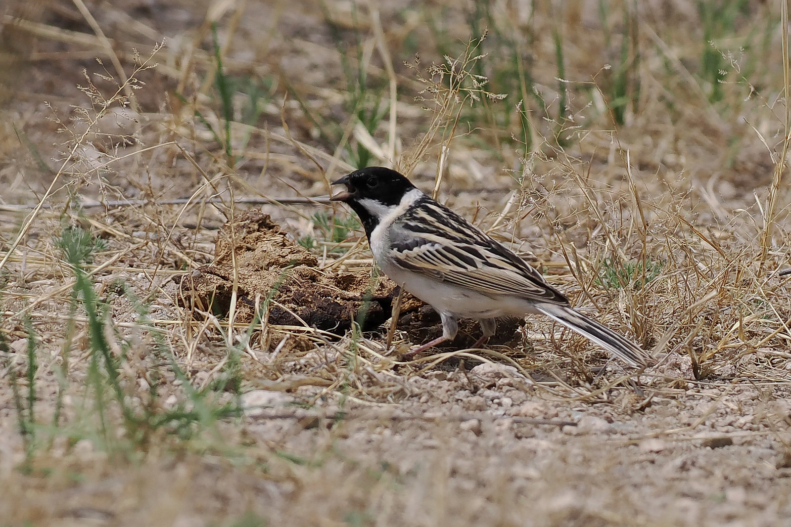 ...while Pallas's Reed Bunting could also be found.