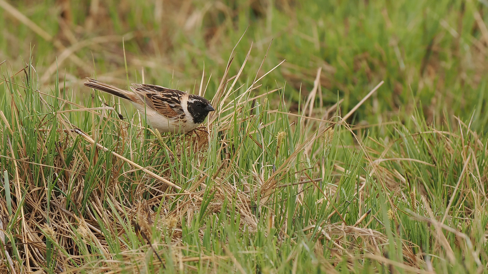 Although the Ochre-rumped Buntings on territory in the wet grassland may be easier to find.