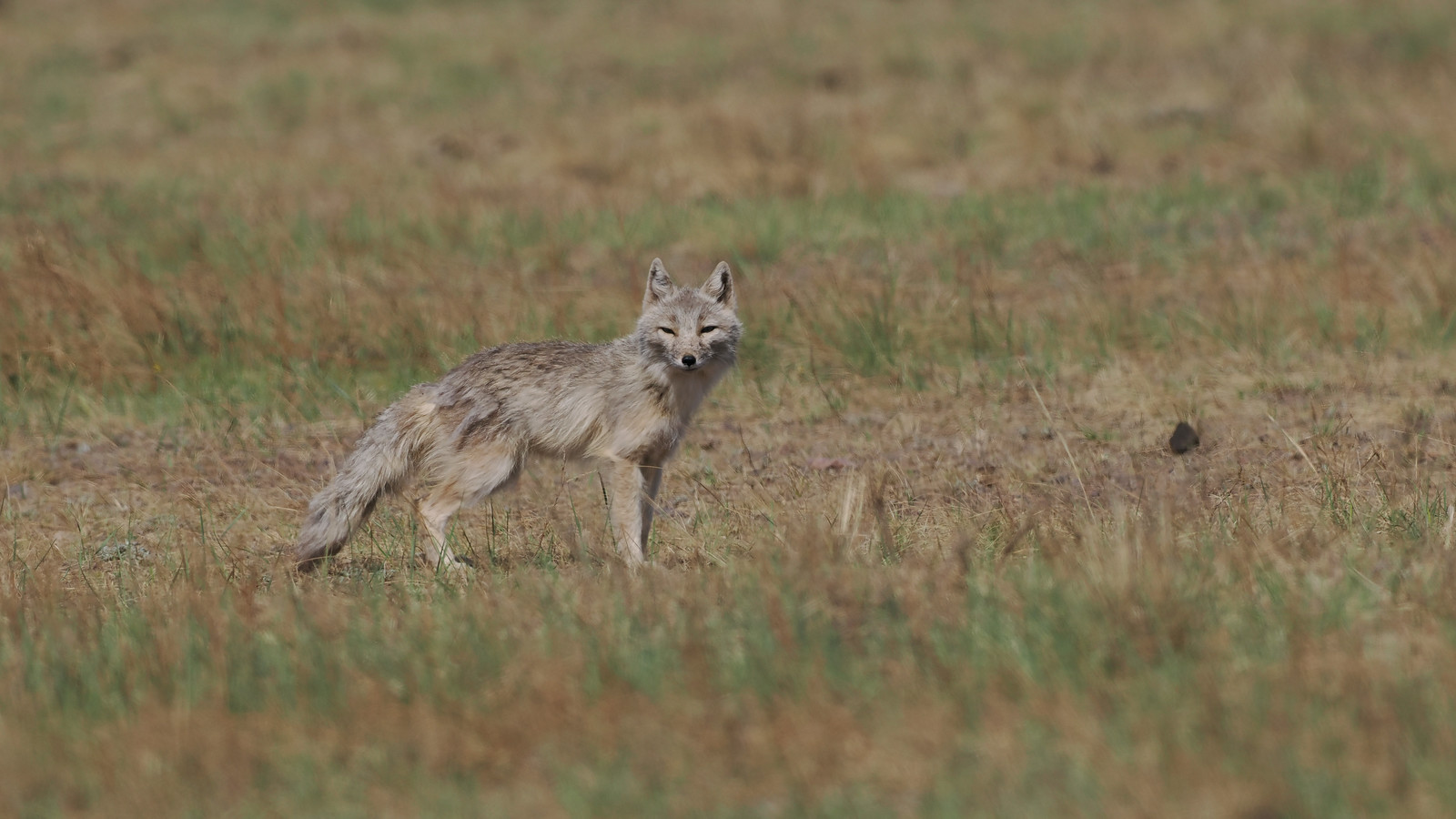 Corsac Fox also inhabits the steppes...