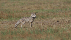 Thumbnail: Corsac Fox also inhabits the steppes...