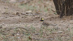 Thumbnail: and perhaps some more unusual species such as Yellow-throated Bunting...