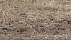 Thumbnail: There are also likely to be migrants around the wetlands, maybe including Yellow-breasted Bunting...