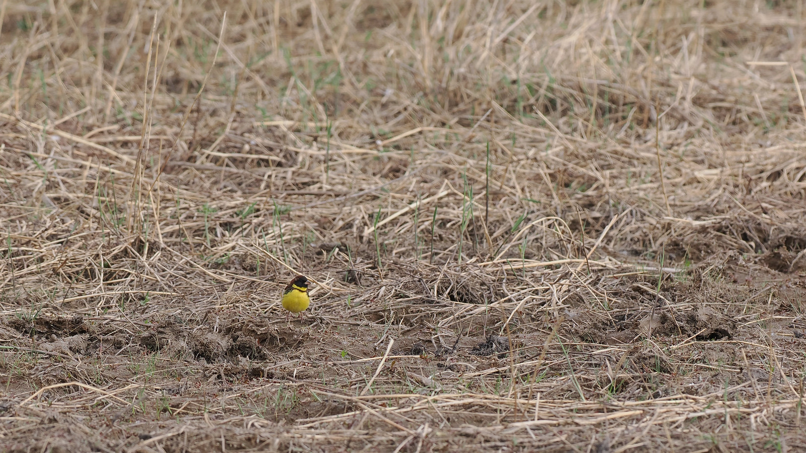There are also likely to be migrants around the wetlands, maybe including Yellow-breasted Bunting...