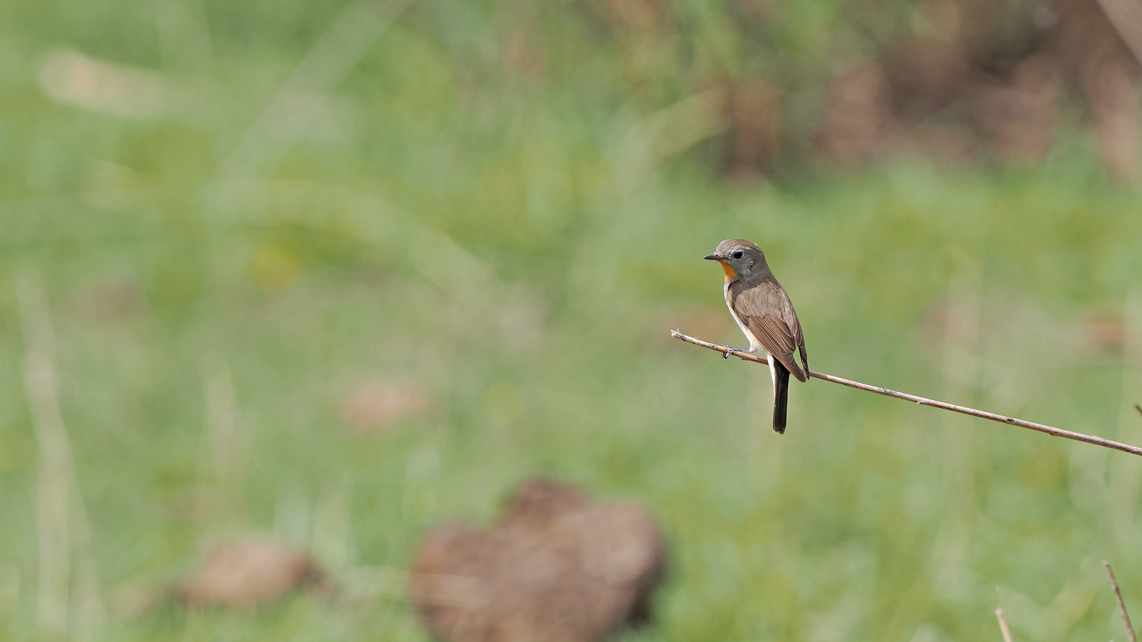 ...Taiga Flycatcher...