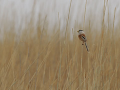 Thumbnail: One of our main targets here is the daft-looking Reed Parrotbill, here of the northern ssp polivanovi...