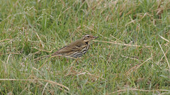Thumbnail: Olive-backed Pipit...