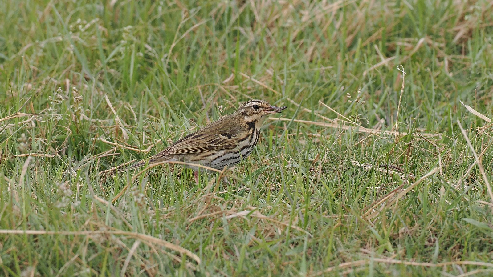 Olive-backed Pipit...