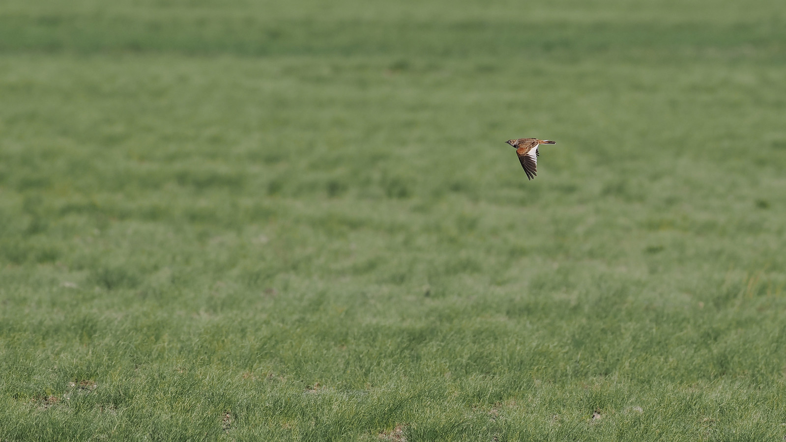 Once out in the steppes, we'll start to see Mongolian Larks giving their striking display flight...