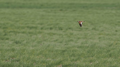 Thumbnail: Once out in the steppes, we'll start to see Mongolian Larks giving their striking display flight...