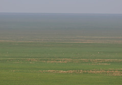 Thumbnail: ...and if we're lucky, we could be treated to a repeat showing of gazelles as far as the eye can see. 