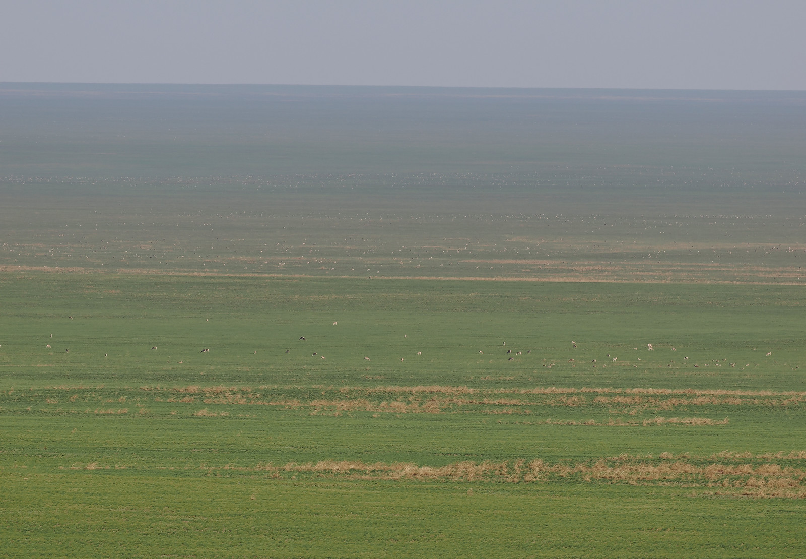 ...and if we're lucky, we could be treated to a repeat showing of gazelles as far as the eye can see. 